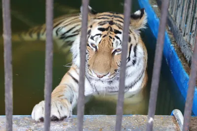 Зачем уничтожают зоопарк «Мишутка» и что будет с животными