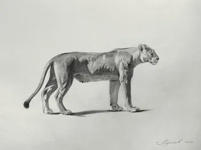 Как нарисовать ПАНДУ карандашом. Портрет животного - YouTube