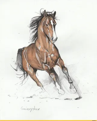 Рисунки карандашом для срисовки животных поэтапно (45 фото) - shutniks.com