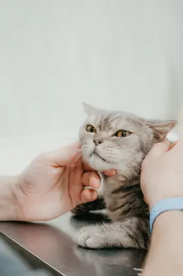 Особенности пород кошек, которые подходят людям с аллергией на животных