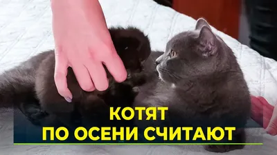 ПроХвост 350гр для котят Курица | Интернет-магазин товаров для животных  MoeZoo.Ru