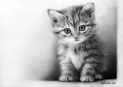 Корм для котят персидской породы, Royal Canin Persian Kitten купить с  доставкой в интернет-магазине зоогастроном.ру
