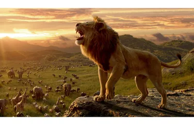 Почему лев – царь зверей? | ВКонтакте