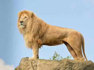 Книга животных: Лев | Пикабу