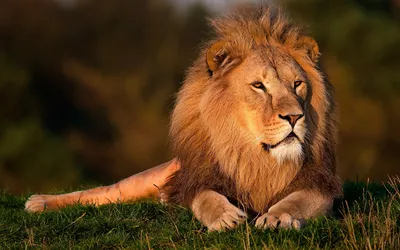 Лев царь зверей, лев в короне и …» — создано в Шедевруме