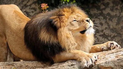 Картинка лев Большие кошки царь зверей животное
