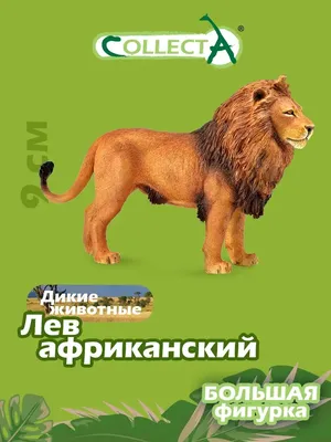 Картинки лев Большие кошки животное