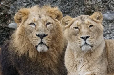 Лев-Царь зверей.Интересные факты о нем. | Животные нашей планеты | Дзен