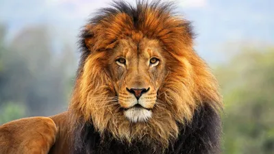 Какие животные сами могут cъеcть льва? | Сурикат | Дзен
