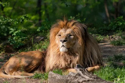 Король лев»: цифровые «В мире животных» • Stereo.ru