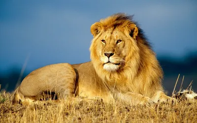 Картинки животных лев фотографии
