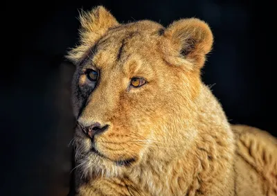 мультфильм животных львы Симба и Сириус Кинг клипарт, картинка льва  мультфильм, лев, мультфильм фон картинки и Фото для бесплатной загрузки