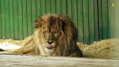 Изумительное фото льва с большой гривой Король животных Стоковое Фото -  изображение насчитывающей мощно, сон: 116999524