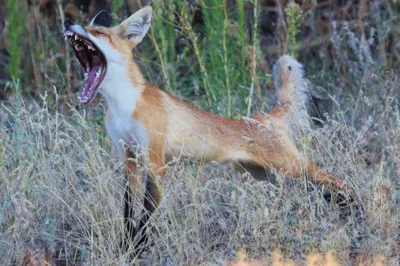 Обыкновенная лисица – наш новый сосед | Истории животных | Дзен