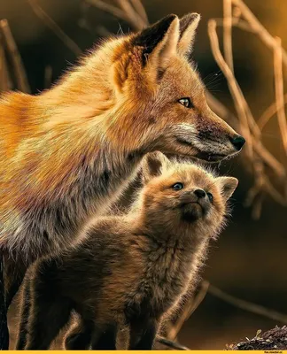 Что делать, если лиса нападает на домашних животных? | bobruisk.ru