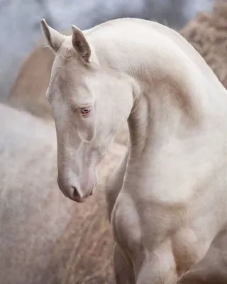 Лысая лошадь (52 фото) | Akhal teke horses, Horse breeds, Lusitano horse