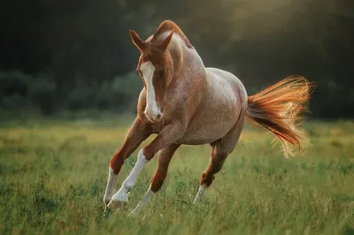 Фото лошадей, от которых вам станет тепло на душе | Пикабу