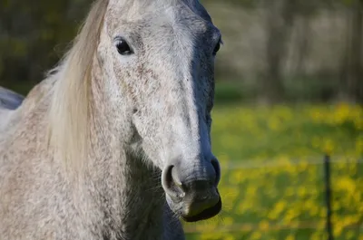 Животное Млекопитающее Лошадь - Бесплатное фото на Pixabay - Pixabay