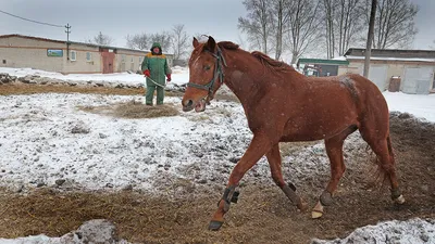 Лошадь стала самым популярным сельскохозяйственным животным Якутии -  Информационный портал Yk24/Як24