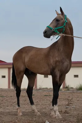 Фигурка животного Collecta Жеребенок лошади Арабской - каштановый купить по  цене 419 ₽ в интернет-магазине Детский мир
