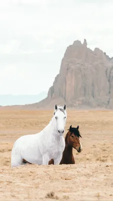 Картина на холсте (лошади красивые, лошадь лошадь, красивые фотографии  лошадей, лошадь животные) 80x100 вертикально интерьерная/в комнату/на  стену/в спальню - купить по низкой цене в интернет-магазине OZON (596611989)