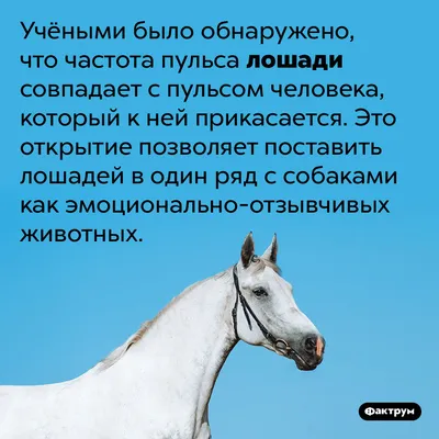 Коня на скаку остановит. Волгоградка-жокей села на лошадь в один год |  ОБЩЕСТВО: Персона | ОБЩЕСТВО | АиФ Волгоград