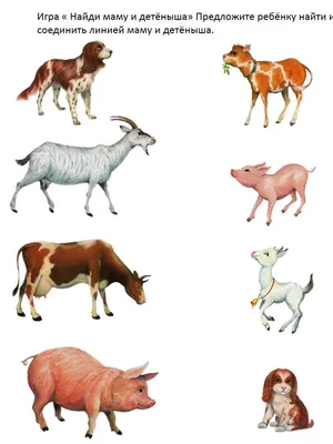 Карточки с животными и их детенышами | Обучалка | Карточки с животными,  Животные, Детеныши