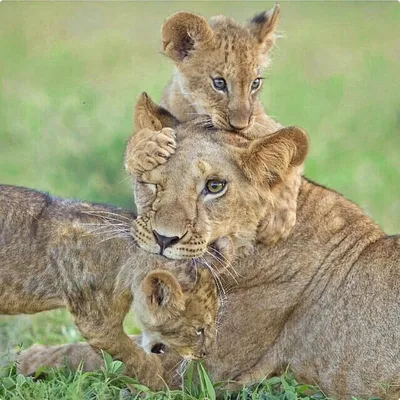 Животные мама и детеныш - 73 фото