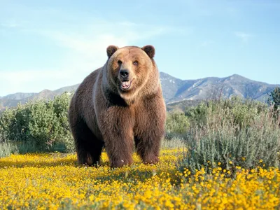 Фотографии Бурые Медведи Медведи Животные