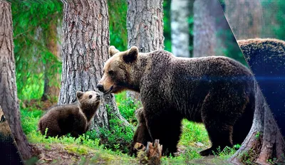 Медведь машет лапой (44 фото) | Медведь, Гризли, Животные
