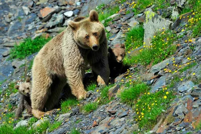 Медведь занесен в Красную книгу Беларуси. Как научиться безопасно жить  рядом с хищником?