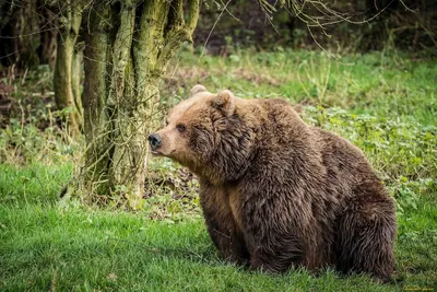 Картинка Гризли медведь животное 1920x1080
