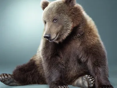 Кавказский бурый медведь — Животные Краснодарского края
