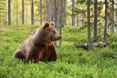 Bear and cub. Медведь и медвежонок. PNG. в 2023 г | Медведь, Медвежонок,  Животные