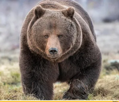 Бурый Медведь Тайге Медвежье Лицо Дикое Животное Милый Медвежий Портрет  Векторное изображение ©levchishinae 627807176