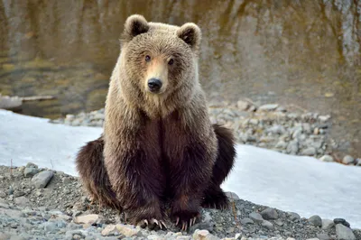Фотографии Бурые Медведи медведь животное 2560x1920