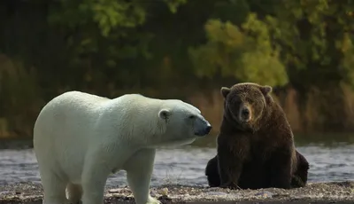 27 февраля - Международный день полярного медведя