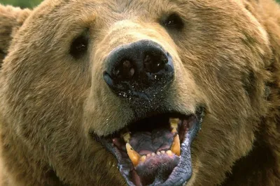 Мангалы в виде животных \"Медведь\" (ID#1205468601), цена: 6500 ₴, купить на  Prom.ua