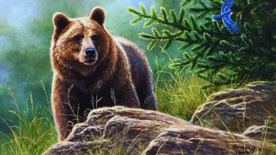 Медведь | Мир животных | Дзен