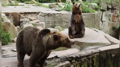 Тяньшанский бурый медведь — Википедия