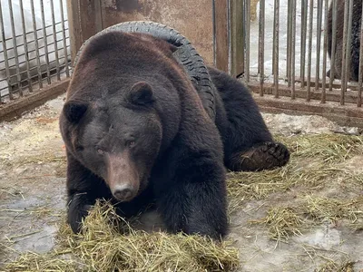 В Сибири медведи по улицам гуляют: в Железногорске и у аэропорта Красноярск  заметили диких животных