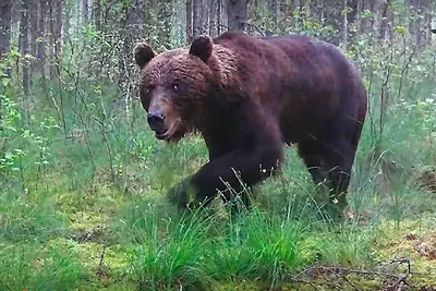 Самое сильное животное медведь - 71 фото