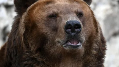 В китайском зоопарке медведи загрызли смотрителя на глазах у туристов |  Новости Таджикистана ASIA-Plus