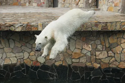 В Ляхшском районе медведь загрыз 47 домашних животных - Вечёрка