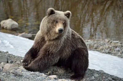 Медведи были, но они самоликвидировались»: какие дикие животные водятся в  Подмосковье - KP.RU