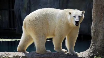 Белый медведь im Zoo Rostock erleben