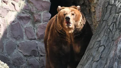 Борец (медведь) — Википедия