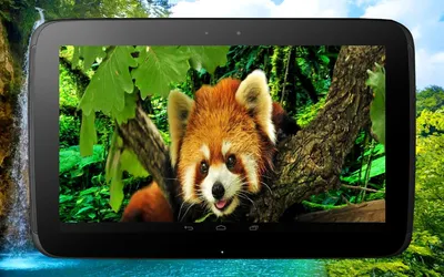Учим животных – скачать приложение для Android – Каталог RuStore