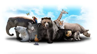 Картина в детскую на холсте \"Группа домашних животных на белом фоне\"  (ID#1081356610), цена: 270 ₴, купить на Prom.ua