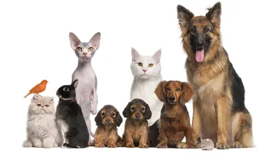Семья с аллергией на домашних животных на белом фоне :: Стоковая фотография  :: Pixel-Shot Studio